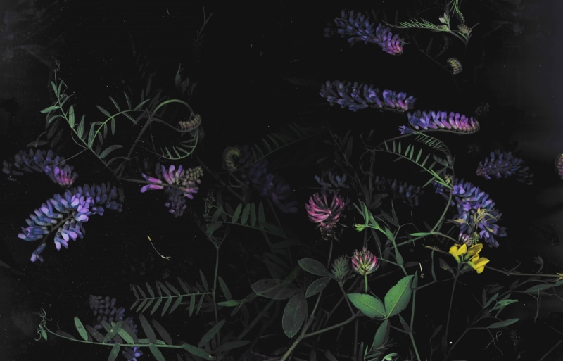 1080P, dark, floral, macro, flowers