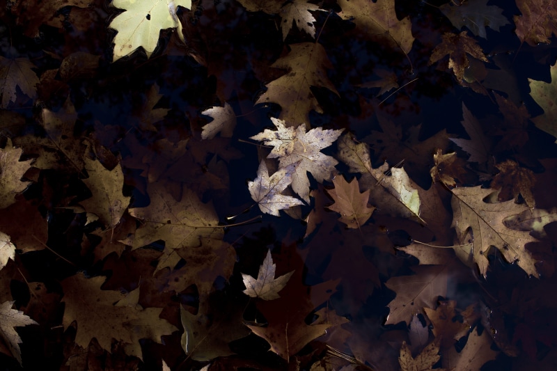 forest, fragility, tree, photo, 5K, vulnerability, gold Colored, dry, plant, close-up, full frame, october, maple leaves, plant part, dried, growth, leaf