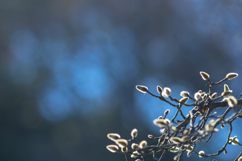 1080P, nature, vulnerability, flower, flowers, uplight, macro, freshness, fragility, colorful, no people, chandelier, sunlight, blue, tranquility, low angle view