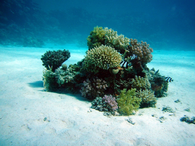 reef, animal wildlife, coral, beauty in nature, sand, undersea, growth, invertebrate, sea, animals in the wild, underwater, diving, animal themes, meeresbewohner
