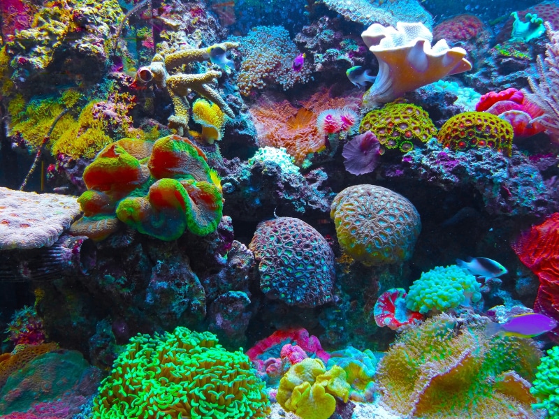 coral reef, corals, aquarium, salt water swimming pools, coral, water, vertebrate, south sea, reef, assorted, multi colored, fish, outdoors, sea life, underwater