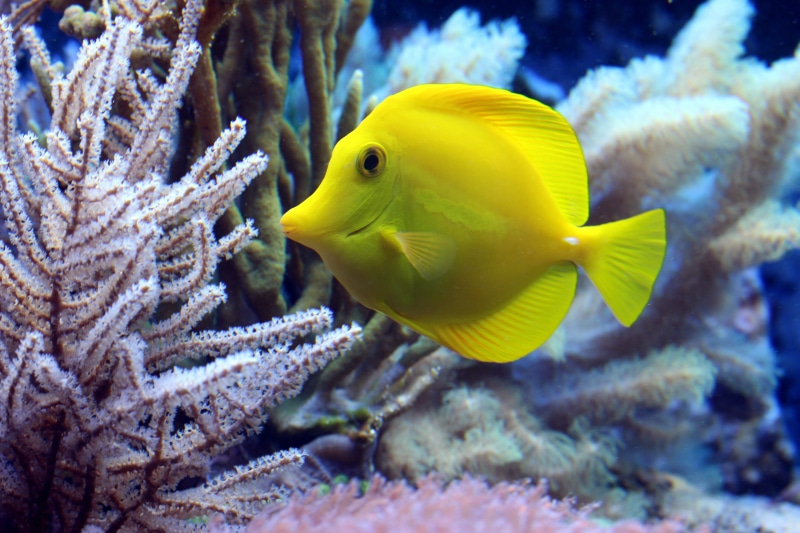 vertebrate, profile view, animals in the wild, undersea, tang, animal, exotic, meeresbewohner, ornamental fish, yellow fish, swimming, marine life, water creature