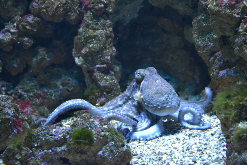 scuba Diving, undersea, coral, swimming, ocean, animal themes, animals in the wild, sea Life, fish, blue, aquarium fish, marine, nature, octopus, brown