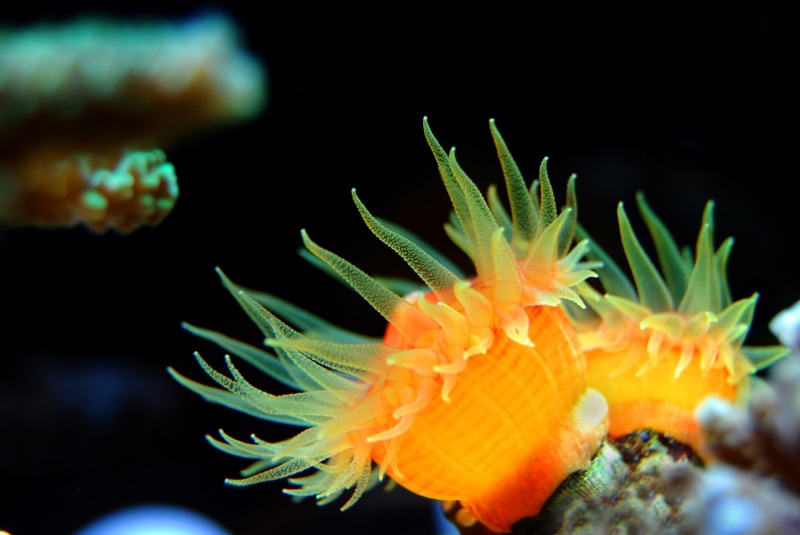 aquatic, undersea, aqua, sea anemone, invertebrate, grasses, natural, animals in the wild, black background, 4K, sea, aquarium, photo, no people, green