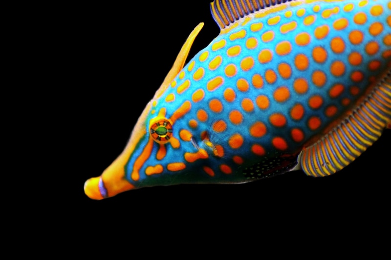 marine, multi Colored, sea life, side view, 4K, profile view, one animal, meeresbewohner, water creature, underwater, studio shot, colorful, photo, black background