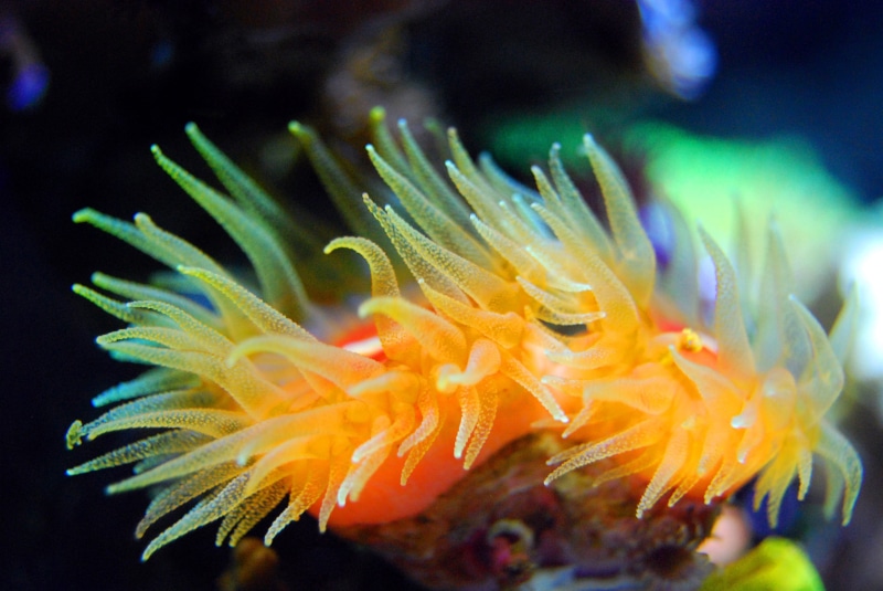 undersea, no people, tentacle, tropical, close-up, orange, ocean, exotic, water, aquarium, nature, one animal, aquatic, sea, life, underwater, coral, invertebrate