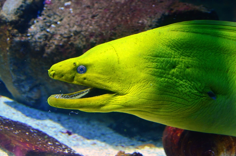 aquarium, wildlife, nature, moray, 2K, ocean, animal wildlife, tropical, vertebrate, reef, animal eye, marine, underwater, moray eel, eel, animal head