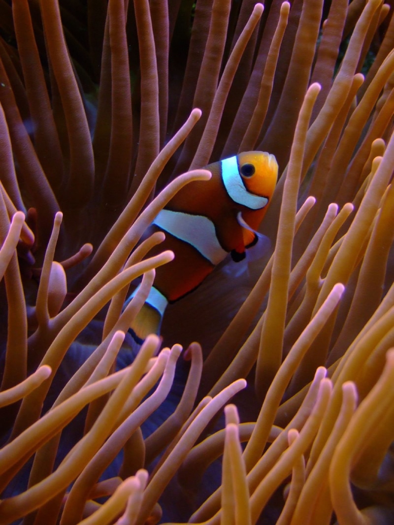 underwater, reef, 720P, coral reef, clown, tiere, skunk Anemone Fish, vis, Koeln, CC-BY-SA, coral, köln, tier, fuji, zoo, cc, clownfish, animal, aquarium