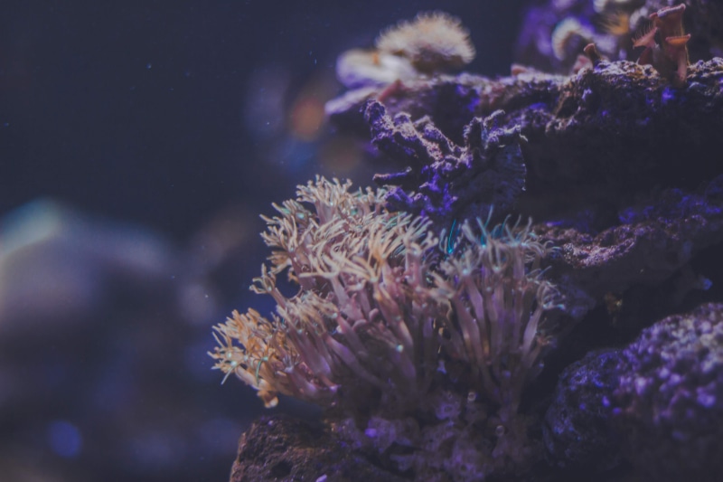 saltwater, invertebrate, water, coral, wildlife photography, outdoors, focus, ecosystem, no people, deep, beauty in nature, animal wildlife, 4K, sea, depth of field