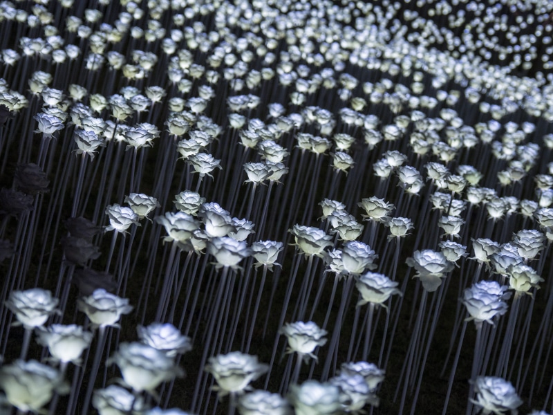 repetition, vulnerability, nature, fragility, decoration, close-up, abundance, lights, luxury, lighting equipment, south korea, large group of objects