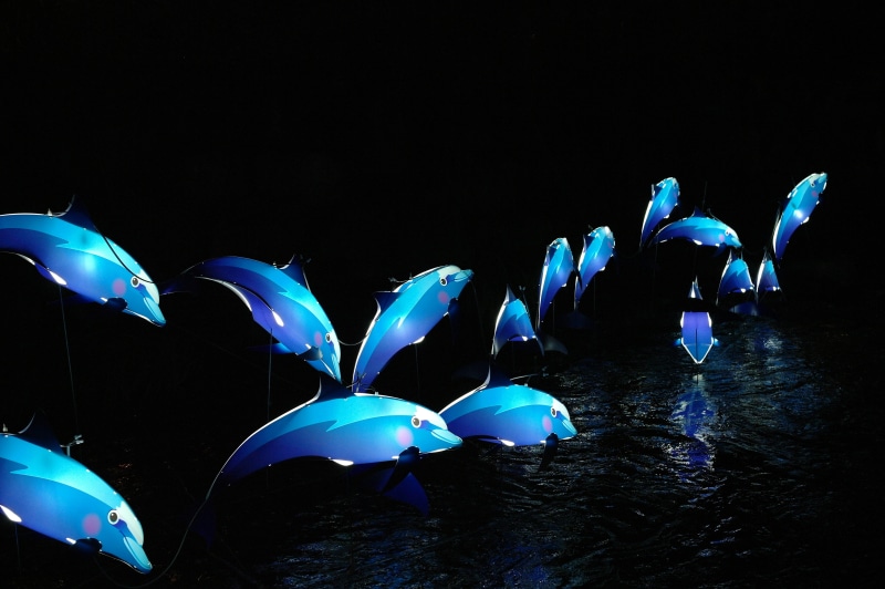 animal, vivid, flooded, blue, night, republic of korea, group of animals, abstract, no people, outdoors, animal wildlife, sea, animal themes, artificial light