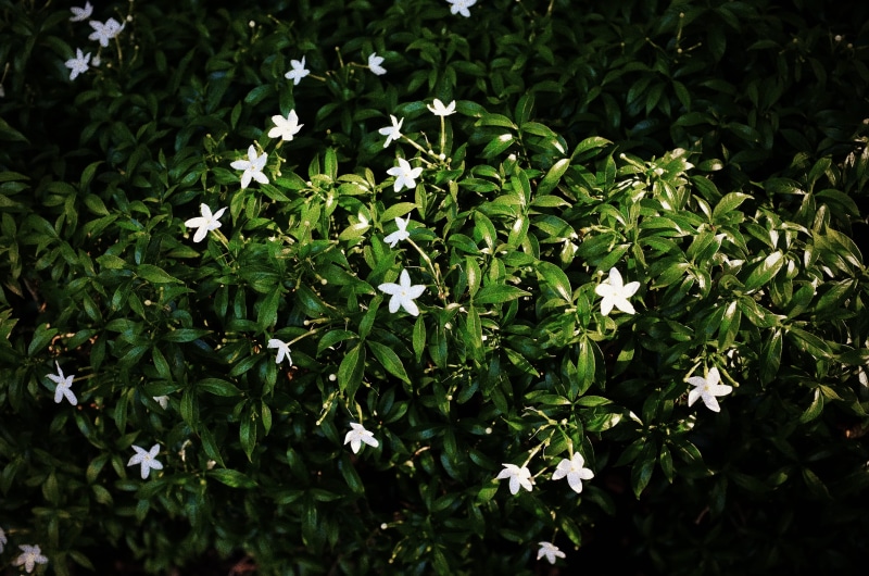 petal, noise, tree, nature, plant, blossom, flower, flora, high angle view, vulnerability, daytime, white, leaf, white color, flowering plant, growth, no people