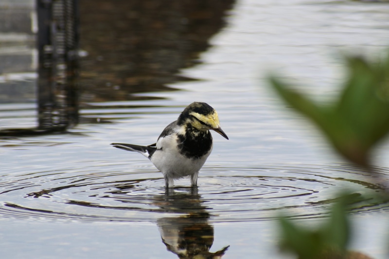 animal wildlife, landscape, day, waterfront, vertebrate, wild animal, natural, focus on foreground, waterside, outdoors, reflection, wild birds, animal themes