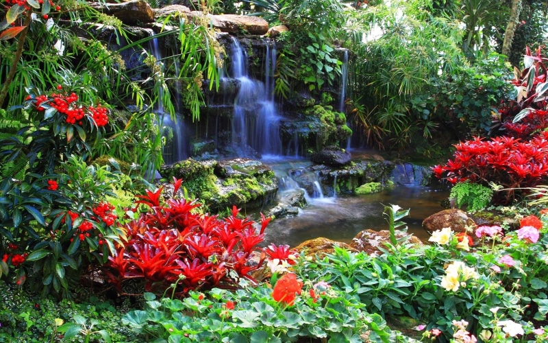 green color, tree, flowing, budget, waterfall, variety, flowing water, gardens, rocks, flowering plant, hd, 4K, outdoors, vancouver, water, growth, ornamental