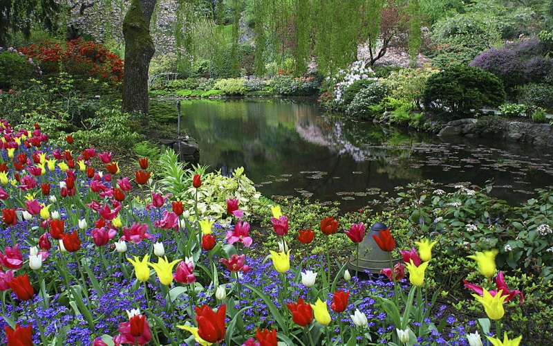 canada, british, vancouver, island, colors, columbia, tulips, 1080P, hd, butchart, gardens