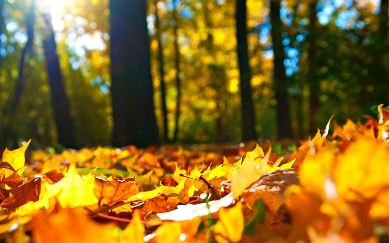 autumn, 720P, fall season, leaves, tree