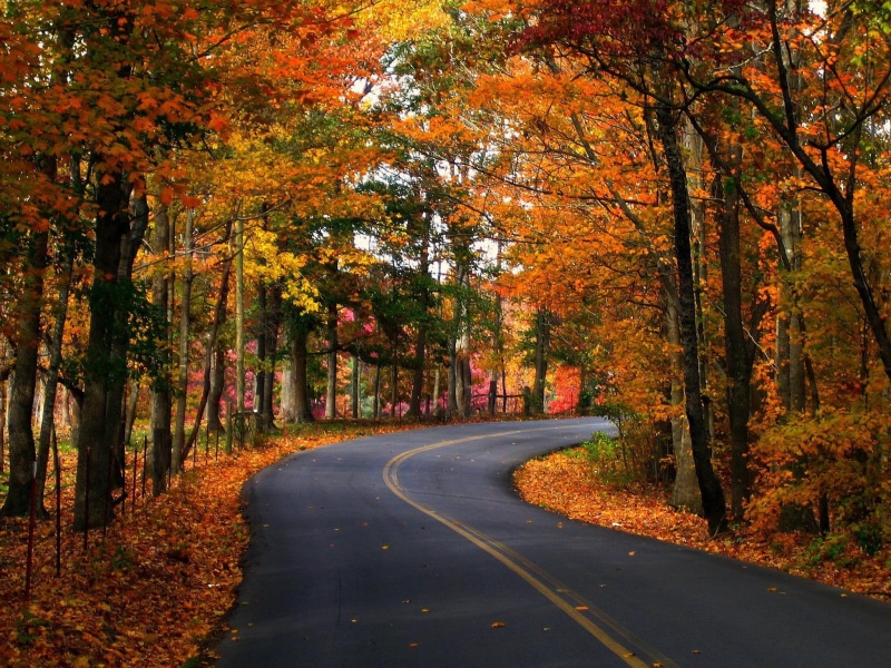 1080P, nature, seasons, autumn, trees, foliage, roads