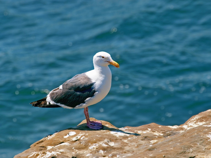 focus on foreground, water, seagulls, outdoors, vertebrate, seabird, one animal, raggio, summer, sky, bay, seagull, animals in the wild, close-up, ocean