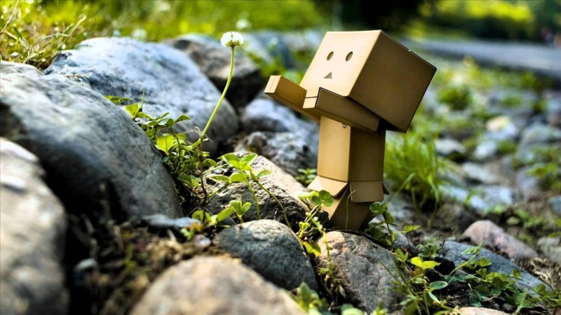 danboard, boxman, 1080P, danbo, flower, reaching