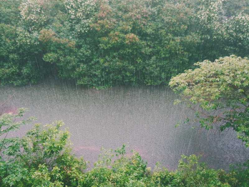 forest, scenics - nature, nature, day, lush foliage, land, wood, downpour, no people, wet, stream, leafed, tranquility, trees, non-urban scene, beauty in nature
