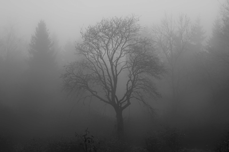 sparse, smog, bare, autumn, scenics - nature, venn, veil, karg, plant, tranquility, depression, spooky, beauty in nature, no people, land, non-urban scene