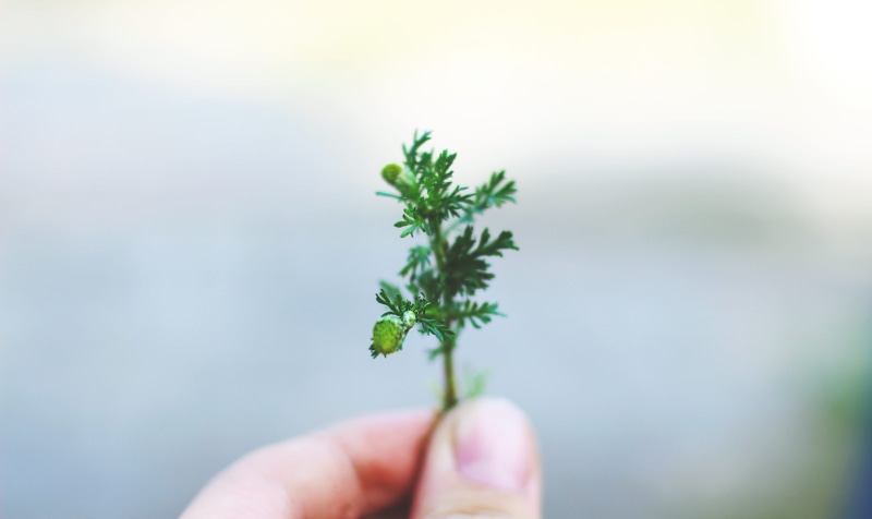 growth, outdoors, person, small, herb, seedling, day, plant part, green leaf, body part, people, gardening, holding, human finger, plant, vulnerability