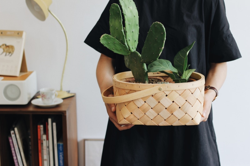 hobbies, lifestyles, socculent, opuntia, leaf, basket, adults only, cactus, men, 5K, nature, midsection, plant part, adult, focus on foreground, green color