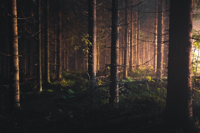 outdoors, landscape, pine woodland, beauty in nature, 5K, trunks, remote, nature, tree, sunlight, trunk, inside, scenics - nature, wood, sunset forest