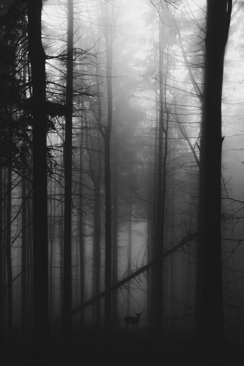 trees, darm, no people, beauty in nature, soul, branch, explore, tranquility, tree, tall, moody, trunk, darkness, tree trunk, woodland, near, scenics - nature