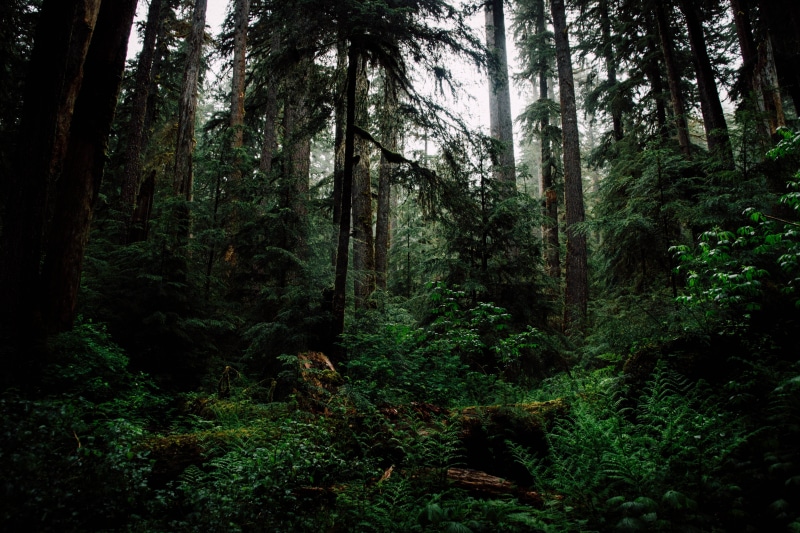 land, lush foliage, tree, beauty in nature, outdoors, fog, tree trunk, 5K, growth, foliage, trees, green color, pacific northwest, olympic national park