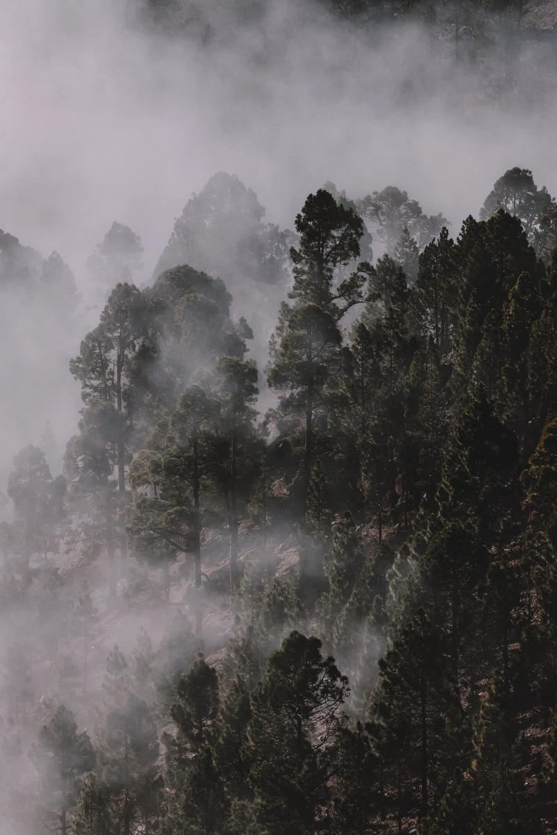 outdoor, foggy, cloud - Sky, trees, mountain Peak, wood, green Color, landscape, mist, forest, hill, moody, scenics, cloudscape, ios, tree