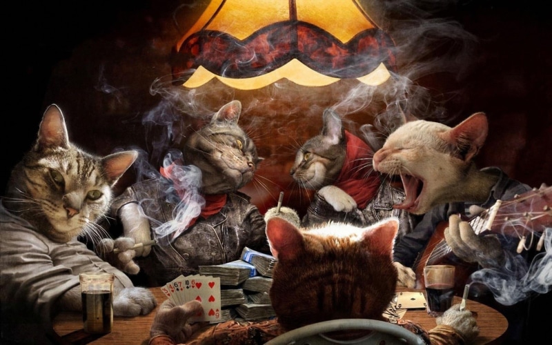 1080P, funny, poker, game, cats, night, animals