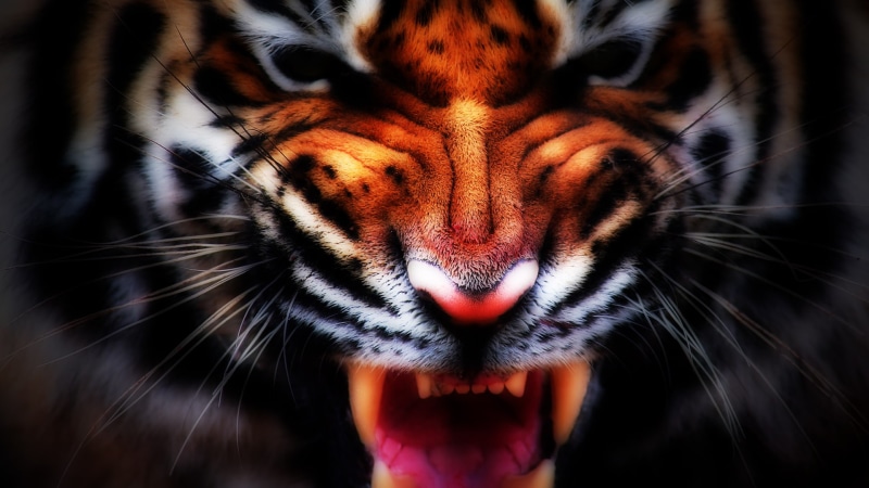 hd, orange, teeth, animals, white, 1080P, tiger, black