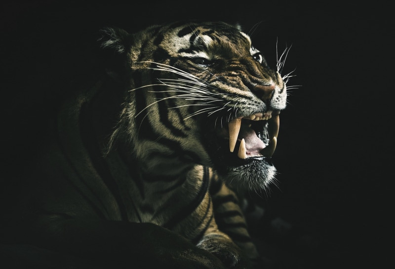 teeth, 1080P, dark, animals, tiger