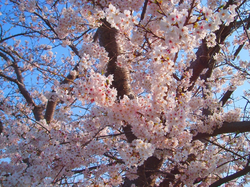 cherry blossoms, no people, full frame, views of japan, close, tree, spring flowers, cherry tree, sakura, k, growth, outdoors, branch, nature, japan flower