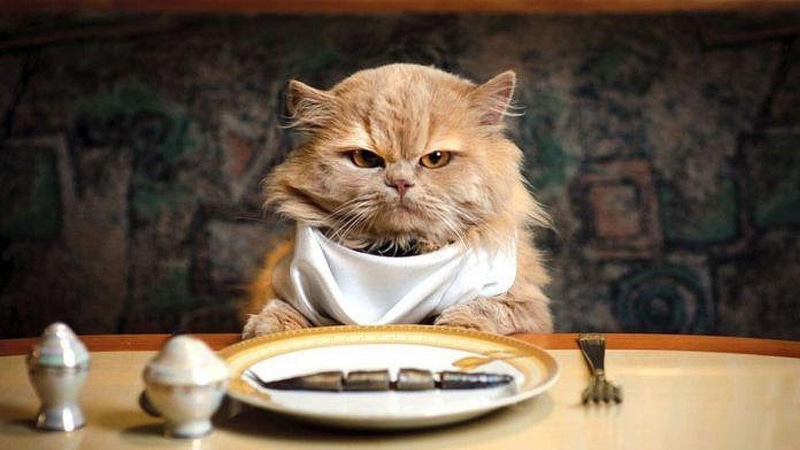 animals, 1080P, wants, cat, funny, food, hungry