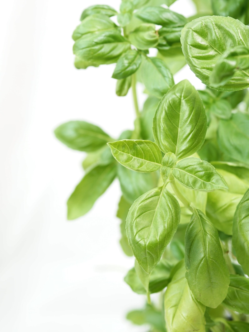 kitchen spice, leafed, spice, close-up, healthy eating, plant part, background, no people, wellbeing, freshness, green color, selective focus, plant, leaves