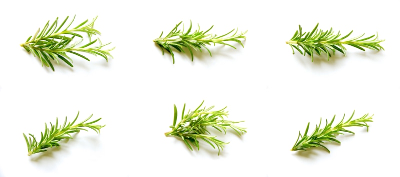mint leaf - culinary, freshness, white background, green, herb, spice, bright, herbs, white color, cut out, ingredient, plant part, medicine, wellbeing
