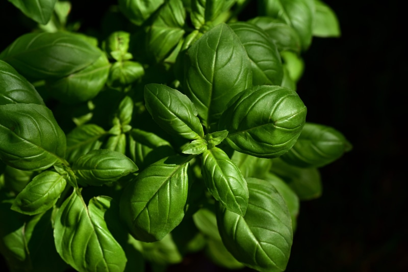 aromatic, growth, selective focus, basil, mediterranean cuisine, plant part, 5K, leaf, medicinal plant, spice, green, leaves, nature, green color, food and drink