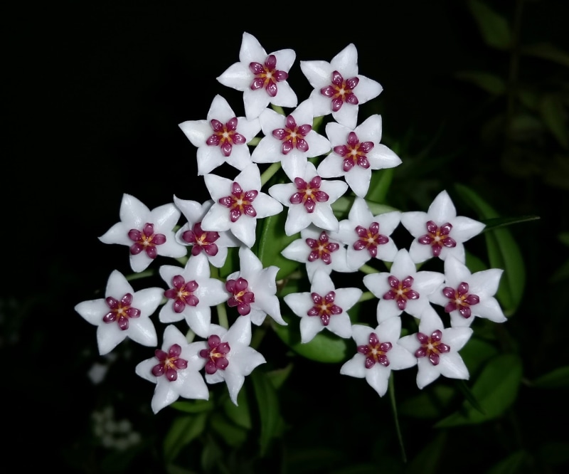 beauty in nature, white, hoya, hoya bella, white color, freshness, large group of objects, no people, petal, outdoors, fragility, close-up, black background