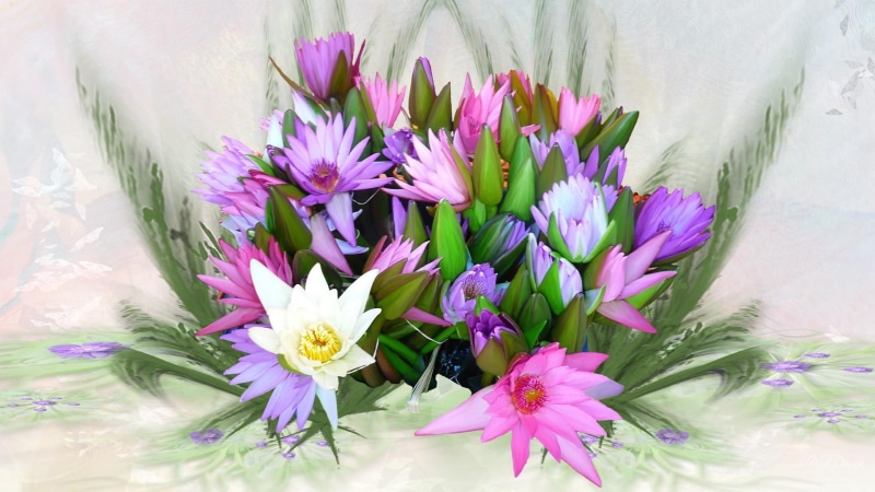 water lily, pink, ferns, blossoms, flowers, spring, lilies, firefox persona, colors, 1080P, bright, abundance, blooms