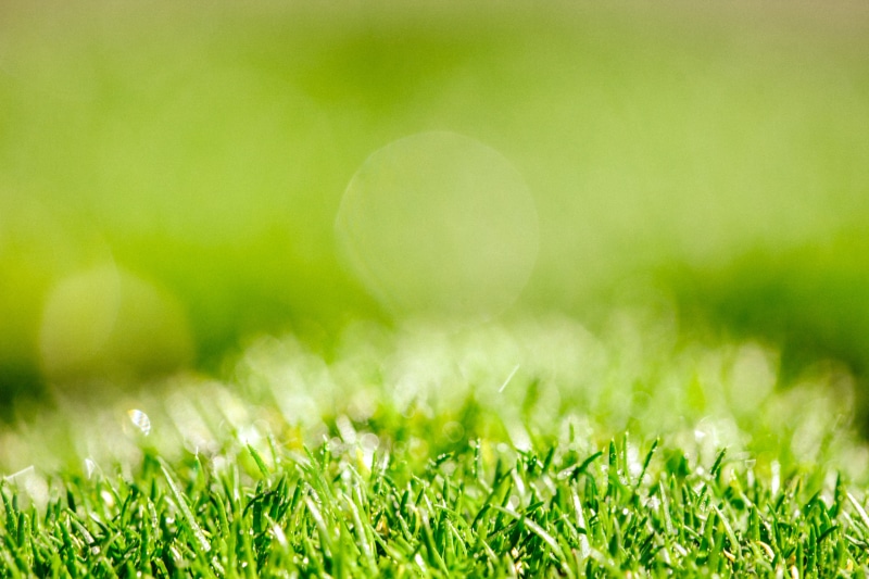 Mondays, photo, grass, green, bokeh, Abundant, nature, canon, 5K, lawn, summer, mac, Macro, Abundance, Dew, plant, moss, green grass, meadow, close-up