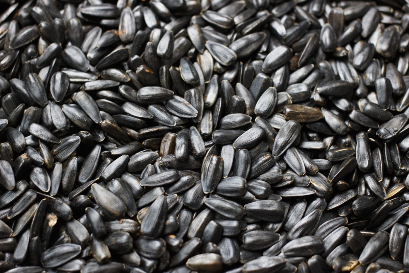 selective focus, food and drink, seed, healthy eating, 5K, lot, Sunflower Seeds, high angle view, still life, seeds, large group of objects, backgrounds