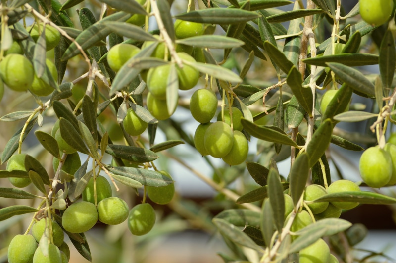 green olive, wellbeing, fruits, growth, day, agriculture, green color, ripe, green, plant, tree, olive tree, photo, nature, loaded, food and drink, freshness