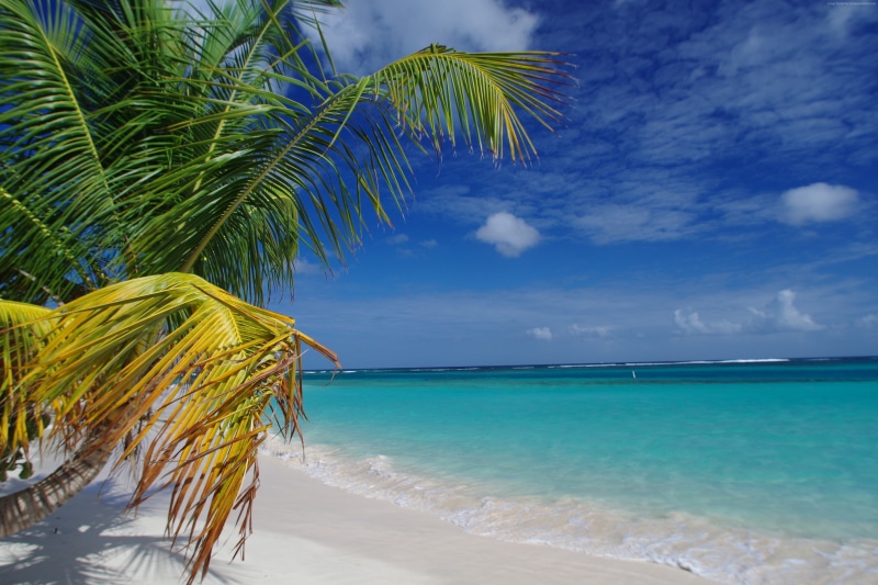 palms, Travellers Choice Awards 2016, Flamenco Beach, Puerto Rico, Culebra, 4K, Best beaches of 2016