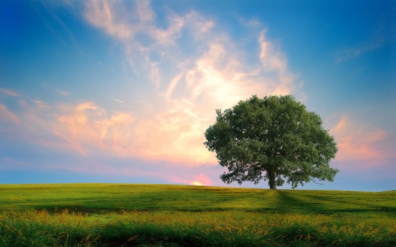 1080P, nature, fresh, nature and landscape
