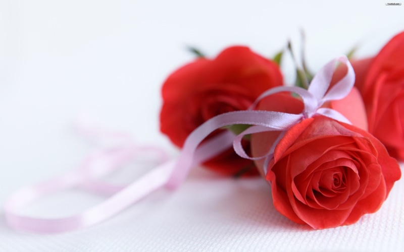ribbon, rose, love, fresh, 2K, flower, red