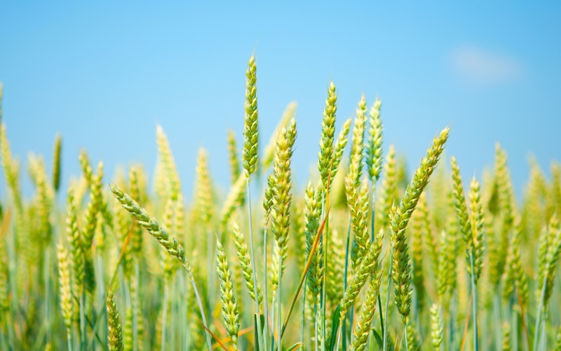 Sky, Green, Field, Blue, Wheat, 2K, Fresh