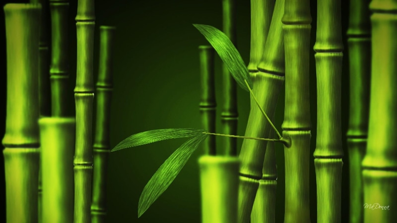 1080P, bamboo, plant, trees, nature and landscapes, leaves, oriental, green, forest