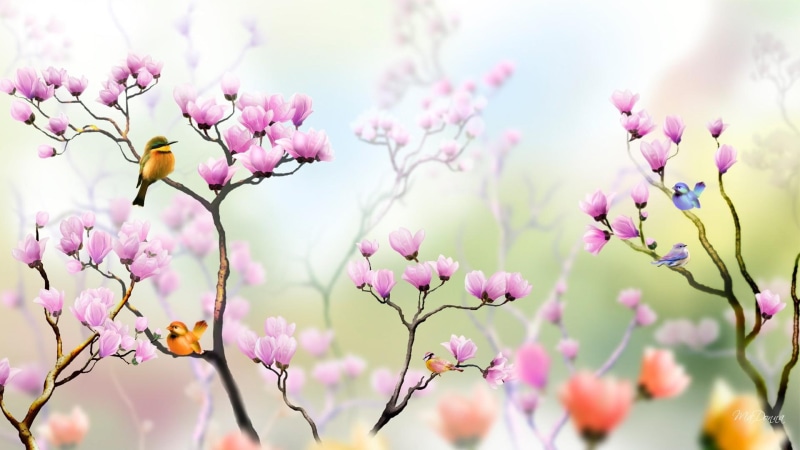 garden, bright, 1080P, tulip, colorful, light, tulip tree, summer, tree, nature and landscapes, flowers, pink, spring, birds